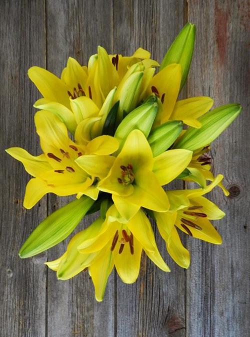  YELLOW L.A. HYBRID LILIES